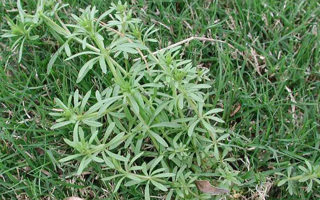 Bedstraw