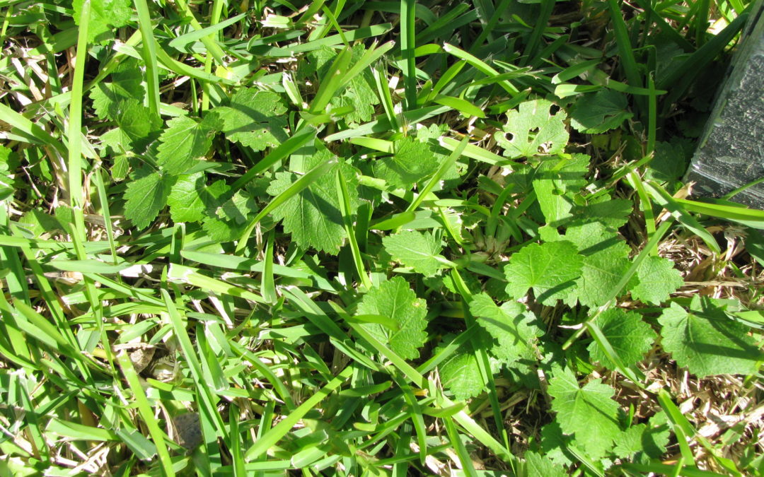 Bristly Mallow