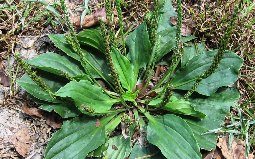 Broadleaf Plantain