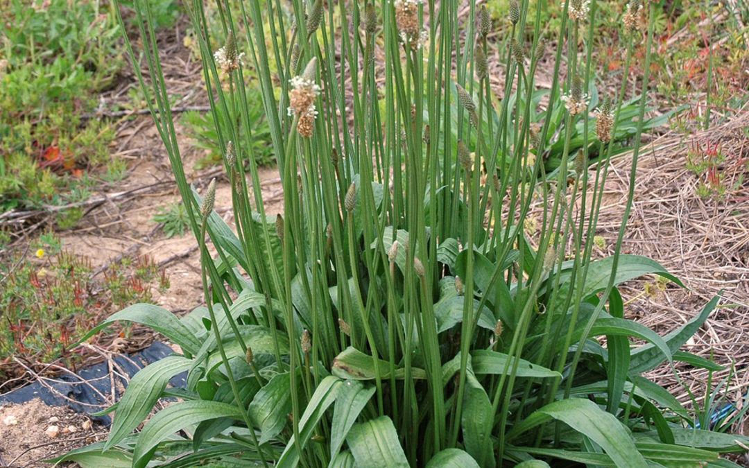 Buckhorn Plantain