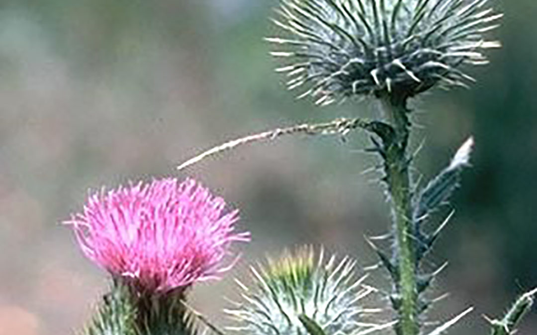 Bull Thistle