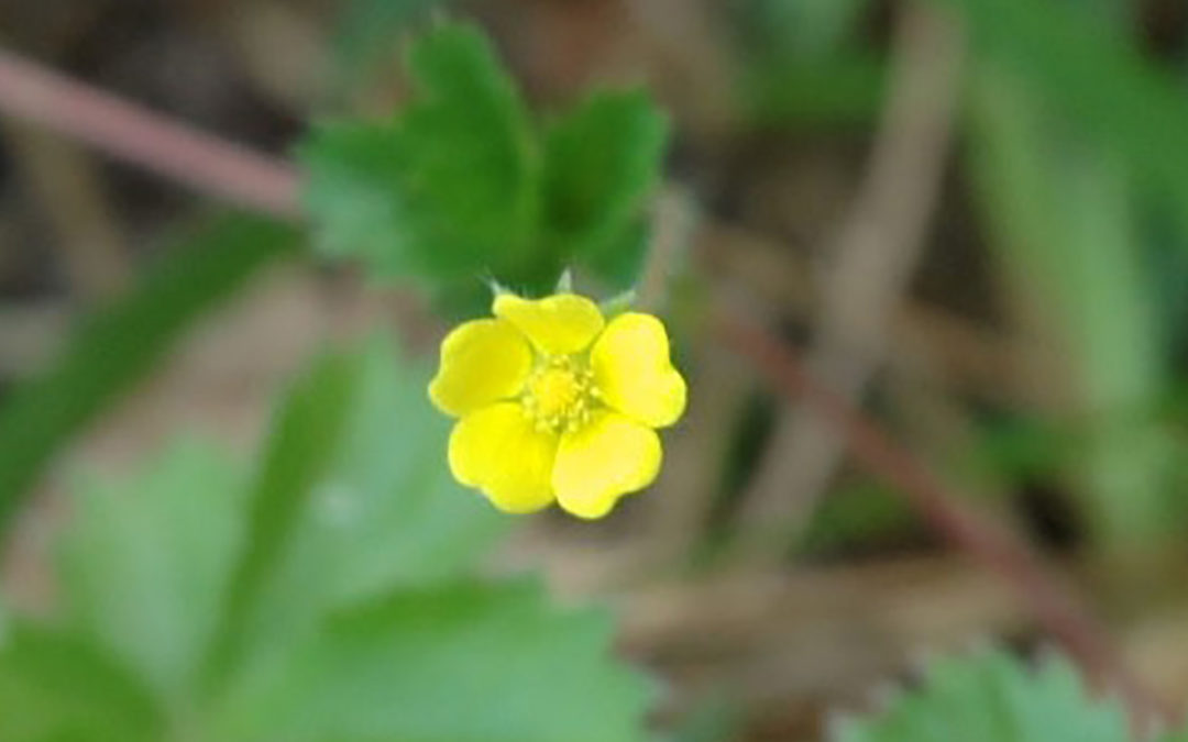 Cinquefoil