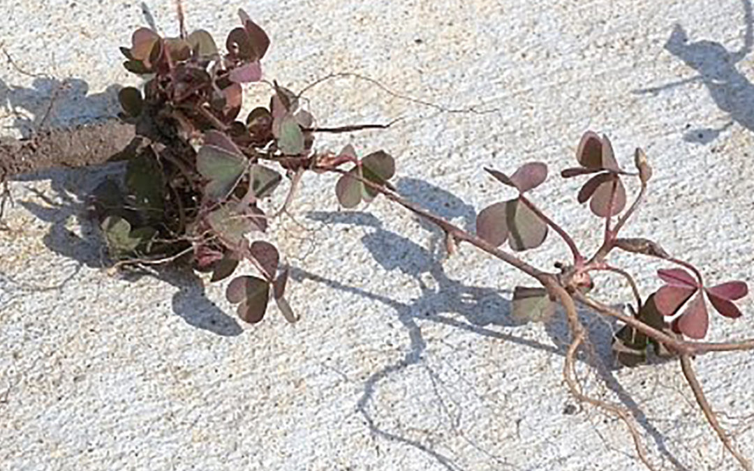 Creeping Woodsorrel