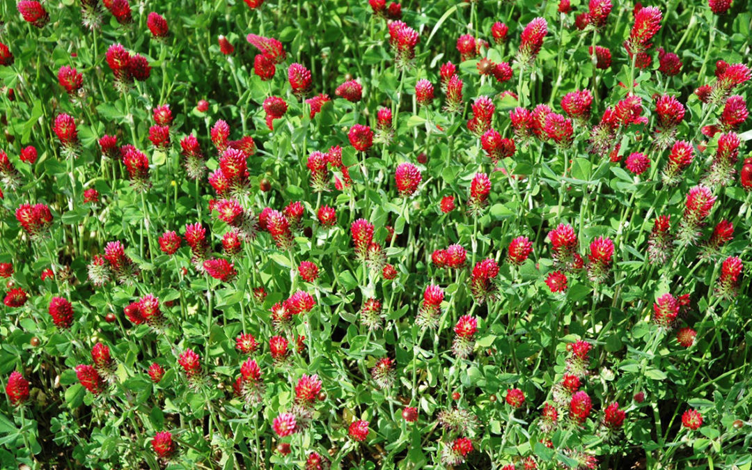 Crimson Clover