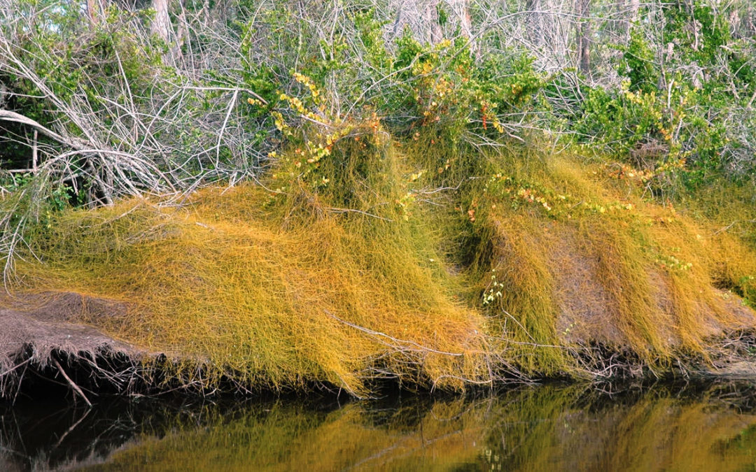 Dodder