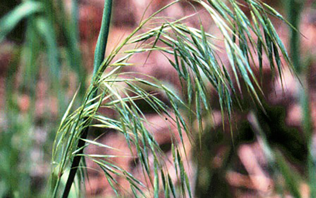 Downy Brome