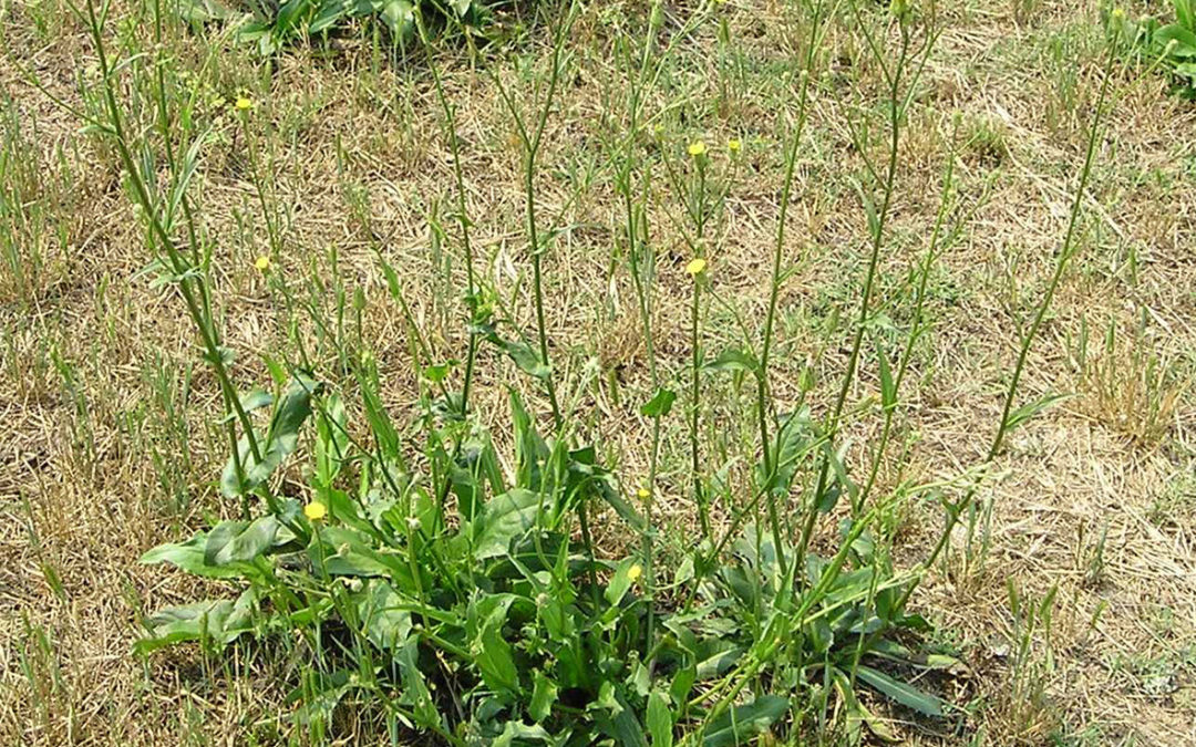 False Dandelion