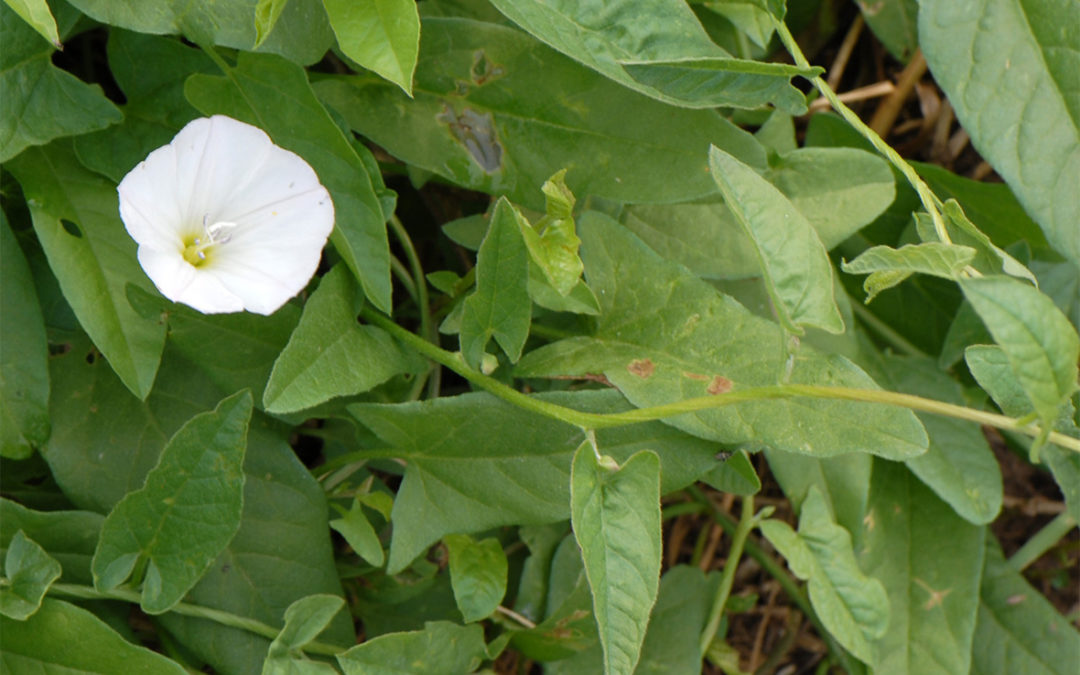 Field Bindweed