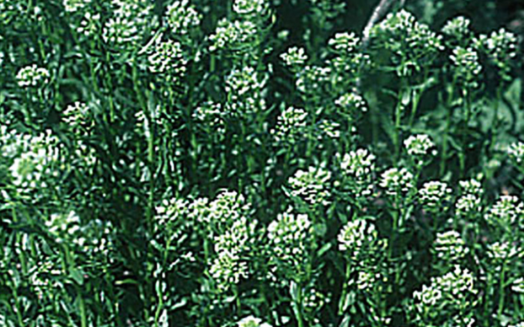 Field Pennycress