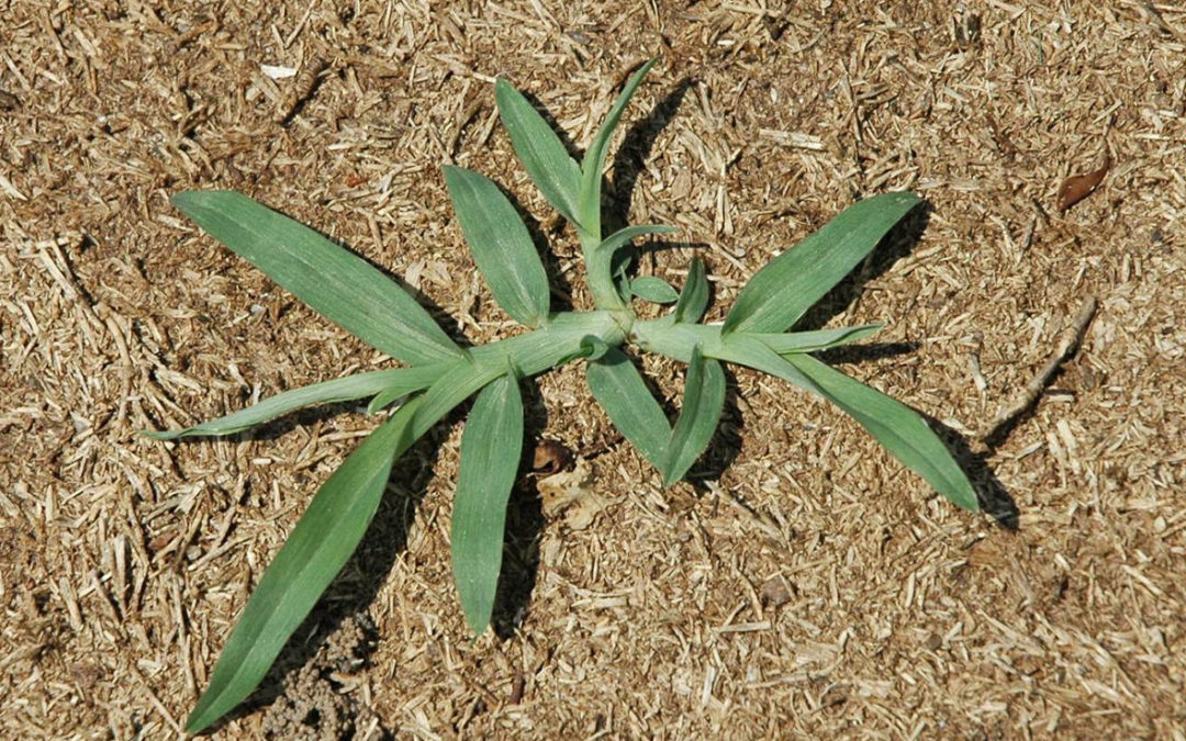 Goosegrass