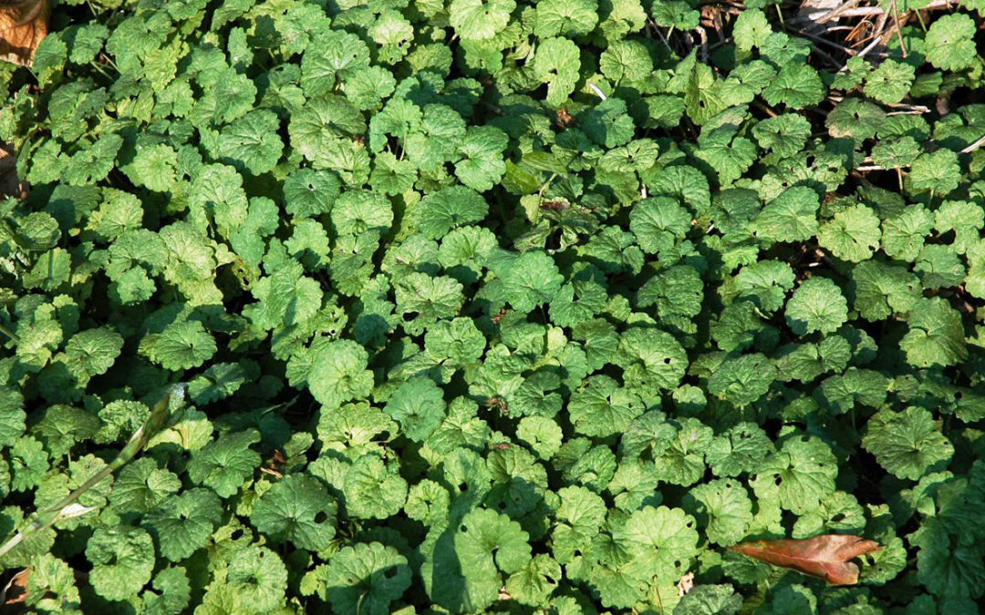 Ground Ivy