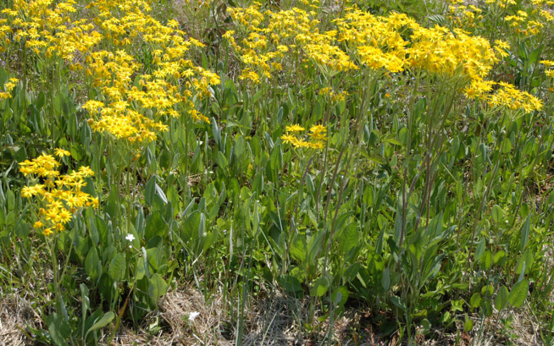 Groundsel