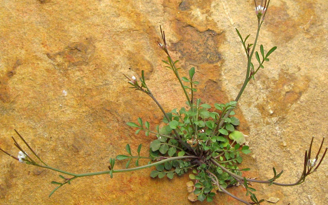 Hairy Bittercress