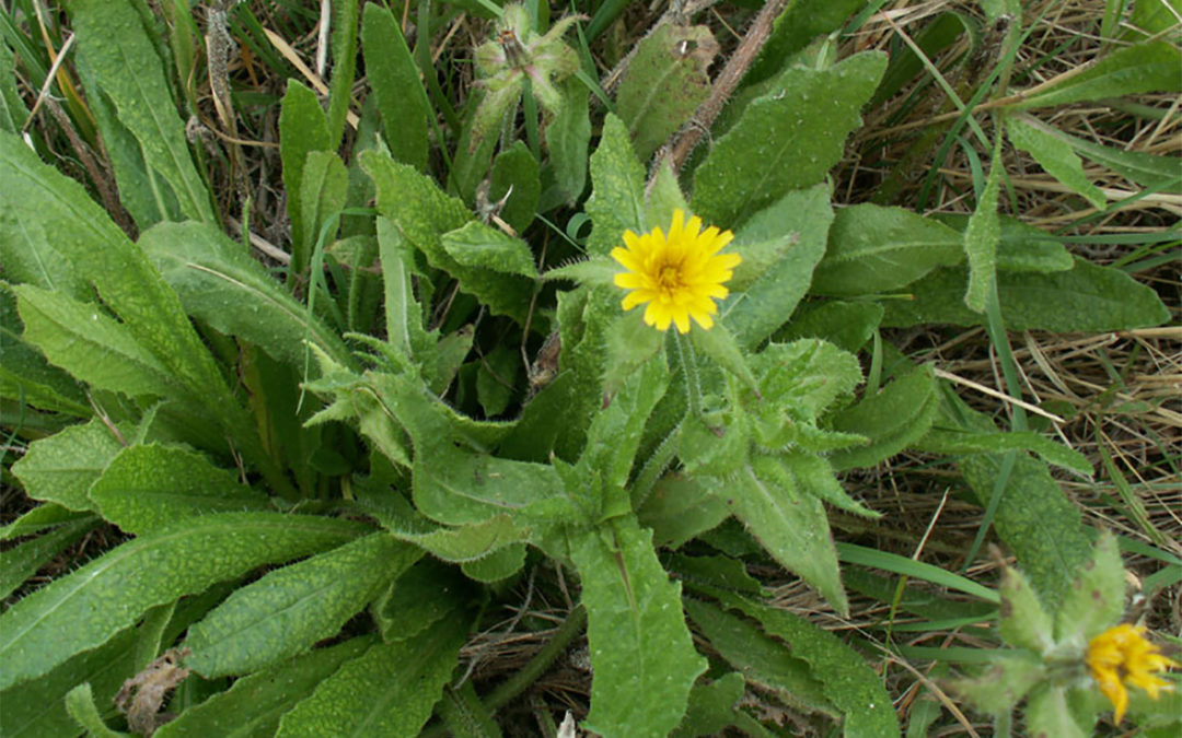 Hawkweed