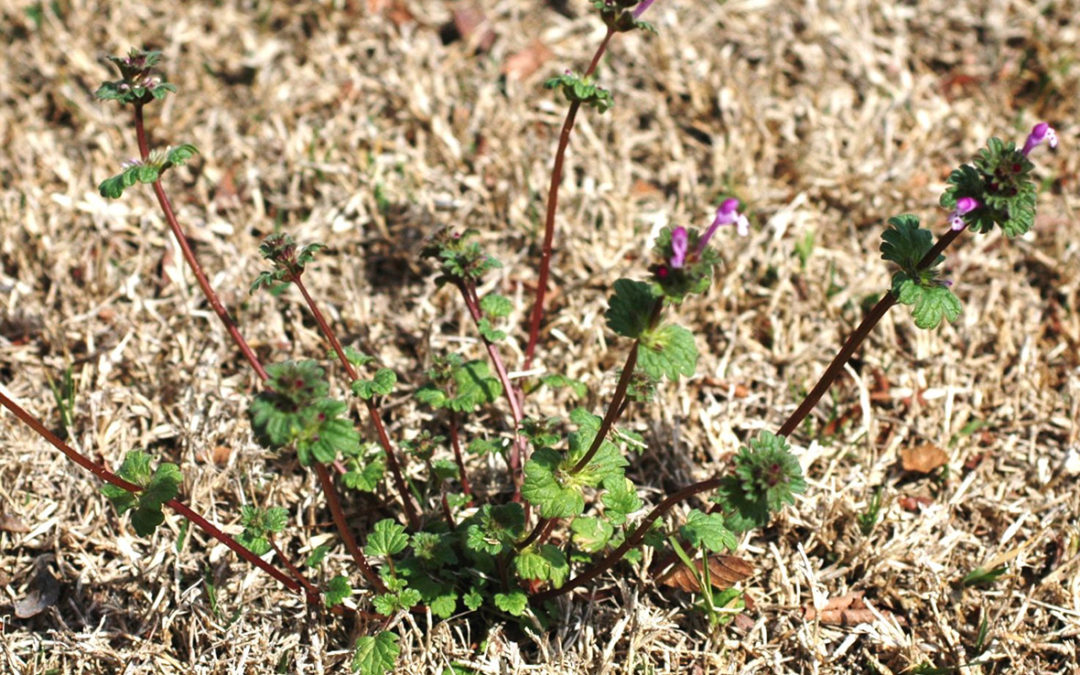 Henbit