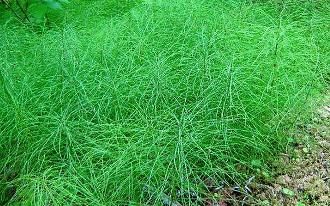 Horsetail