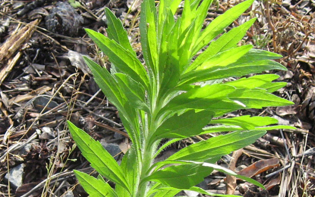 Horseweed