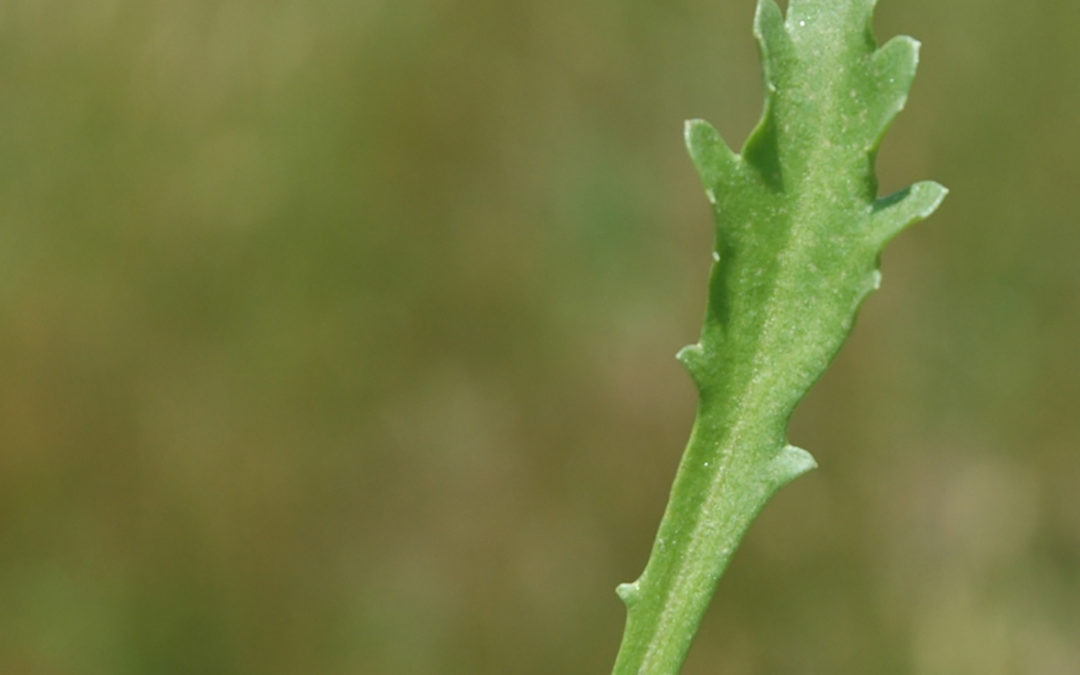 Oxeye Daisy