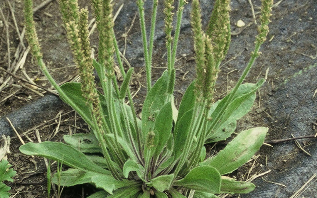 Paleseed Plaintain