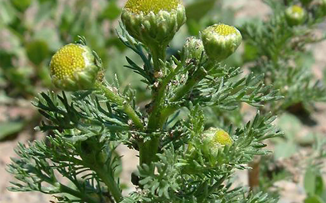 Pineappleweed