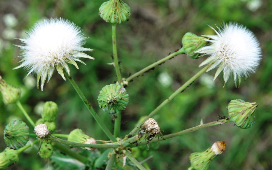 Spiny Sowthistle