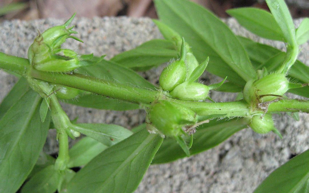 Virginia Buttonweed