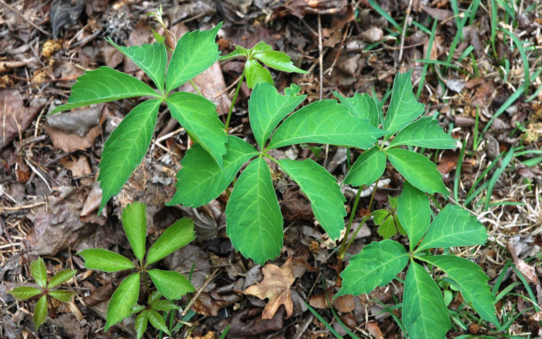 Virginia Creeper