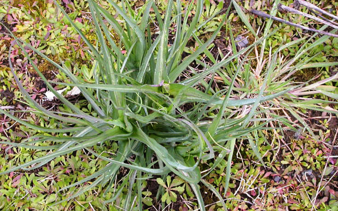 Western Salsify