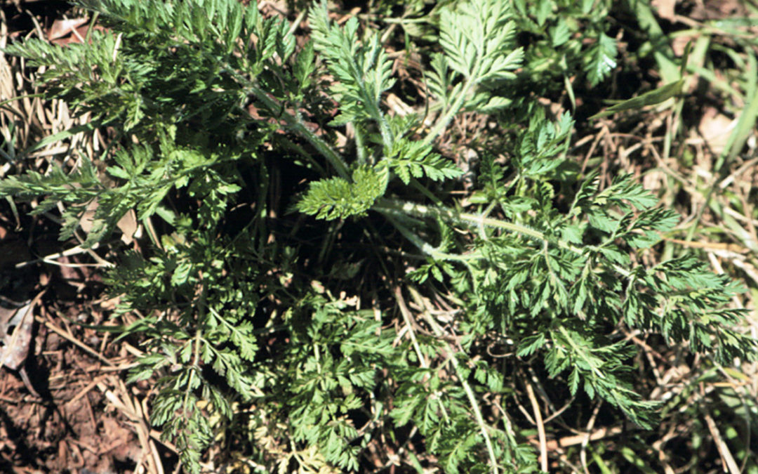 Wild Carrot