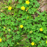 Yellow Woodsorrel Weedalert